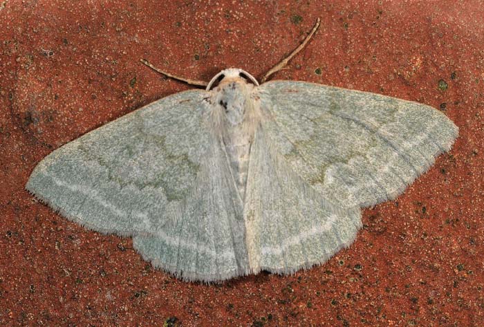 Pseudoterpna pruinosa - Pseudoterpna pruinata